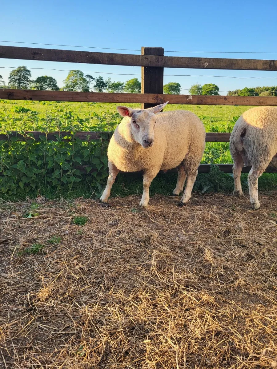Ram lambs - Image 1
