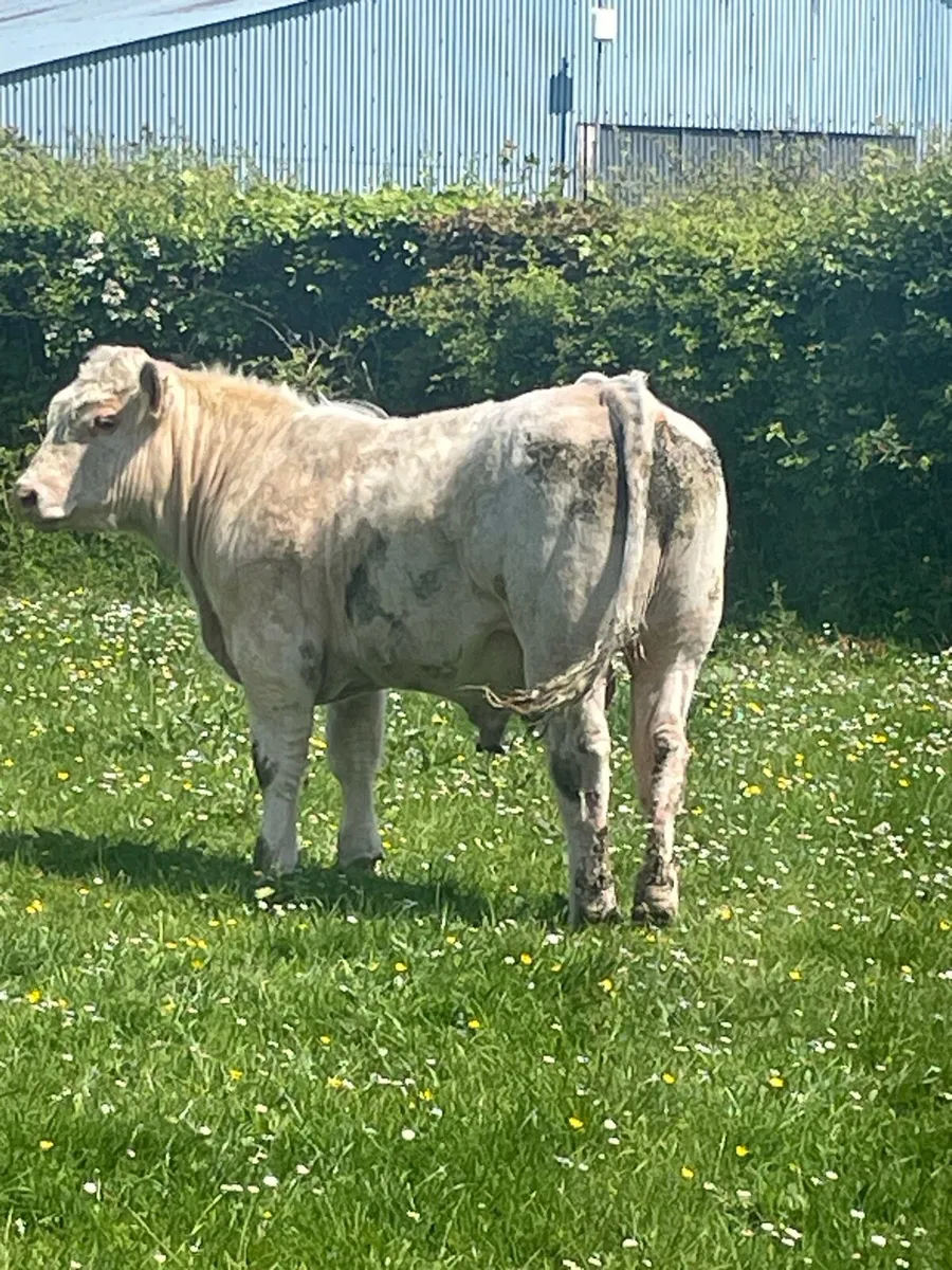 CH Bull - Image 1