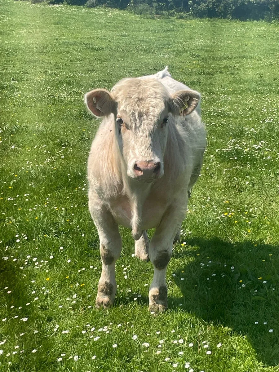 CH Bull - Image 2