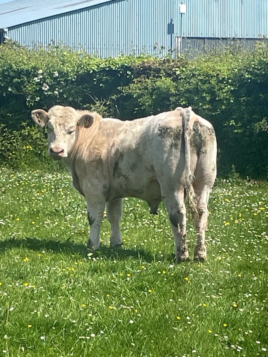 CH Bull - Image 3