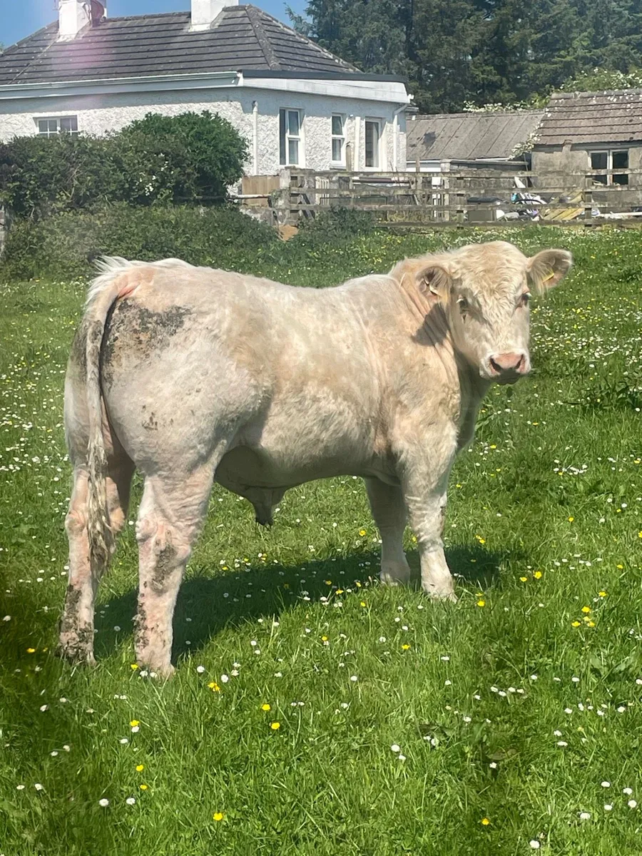 CH Bull - Image 4