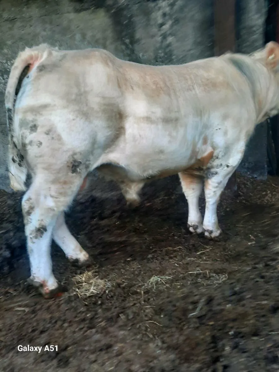 Pedigree charolais bulls - Image 2