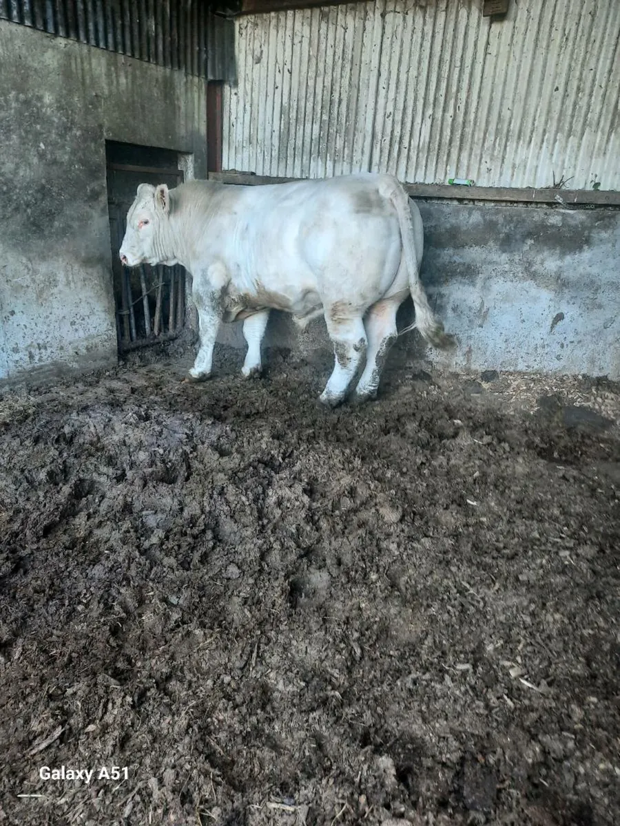 Pedigree charolais bulls - Image 3
