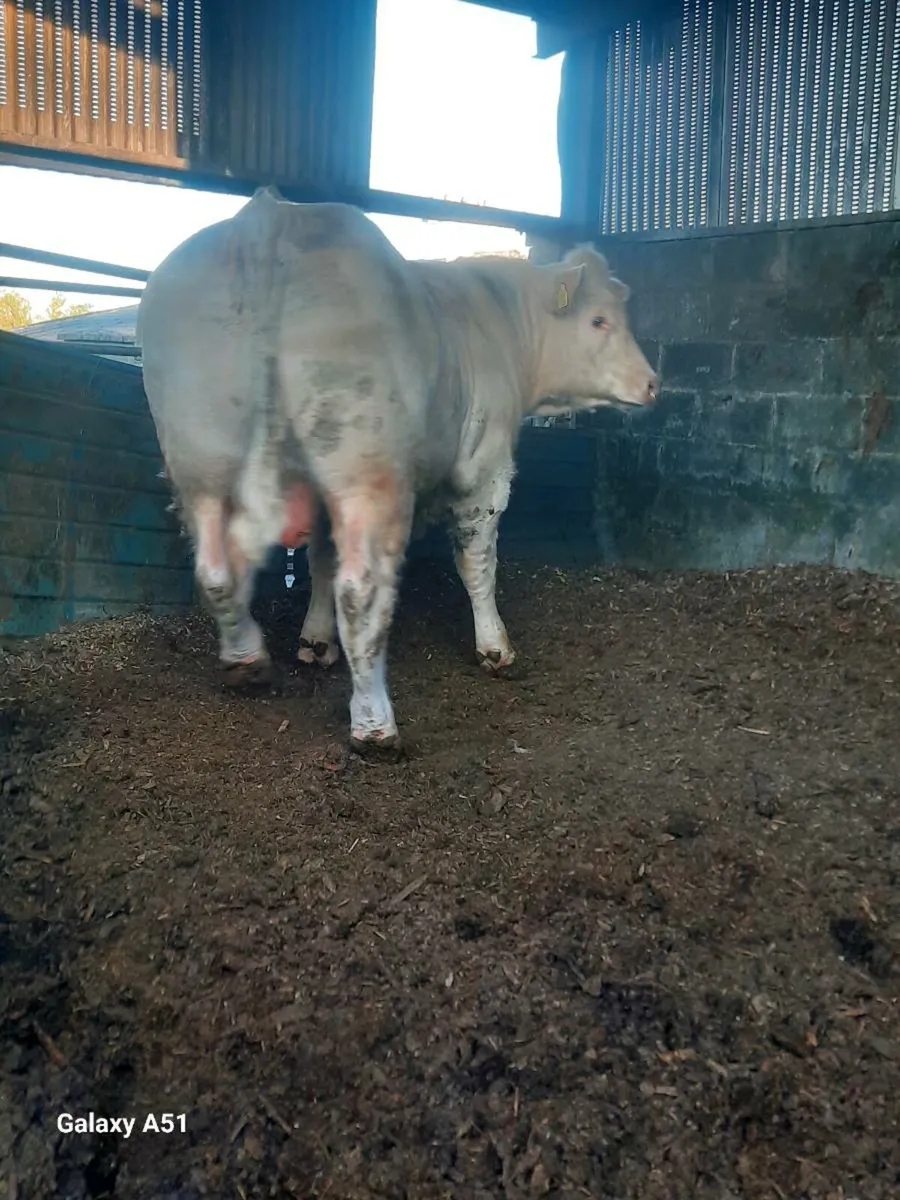 Pedigree charolais bulls - Image 4