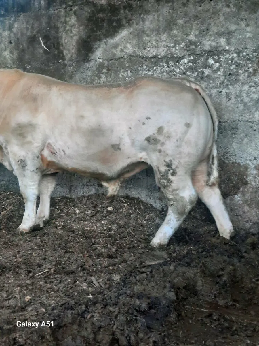 Pedigree charolais bulls - Image 1