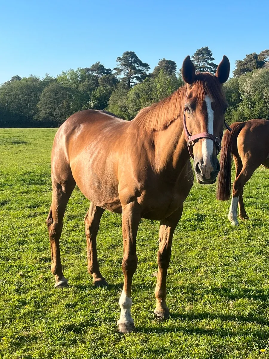 Two TIH mares - Image 1