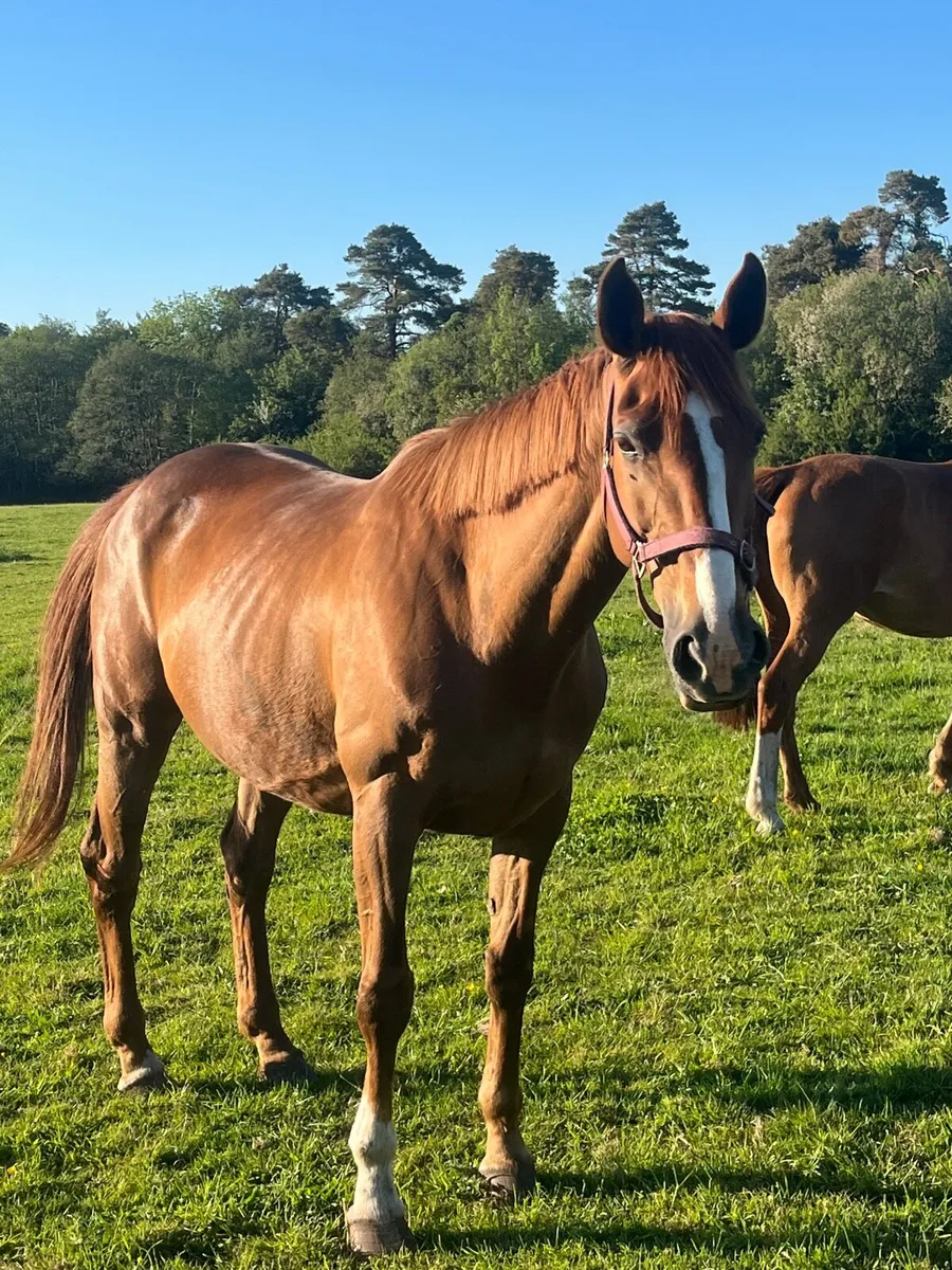 Two TIH mares - Image 4