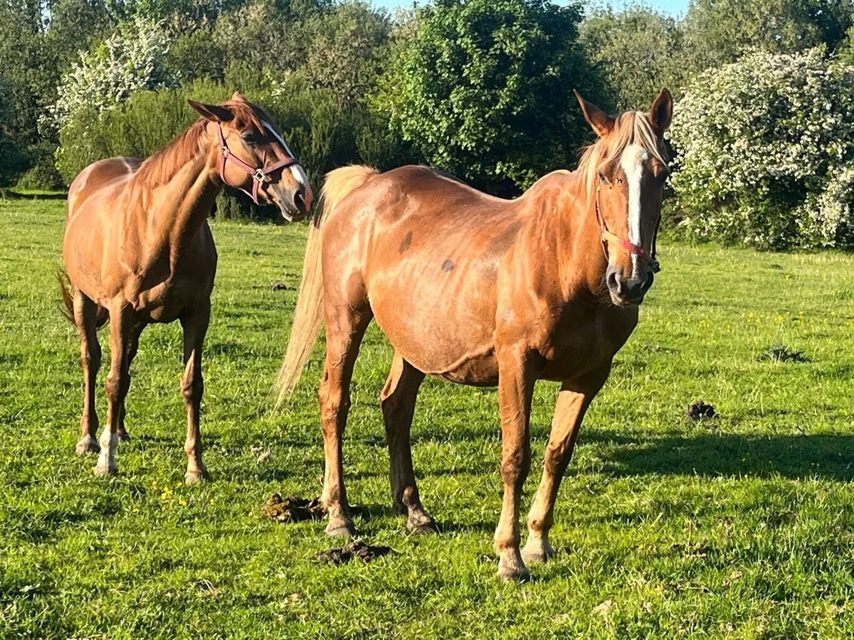 Two TIH mares - Image 2