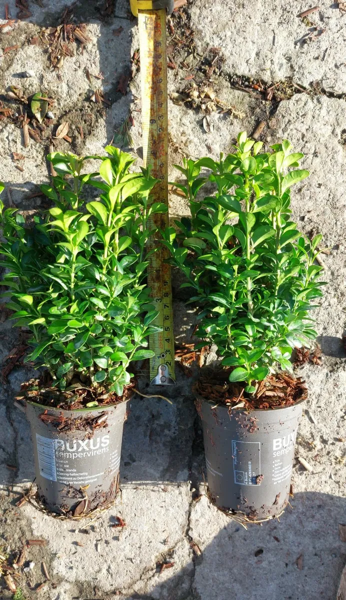 Box Hedging - Image 3