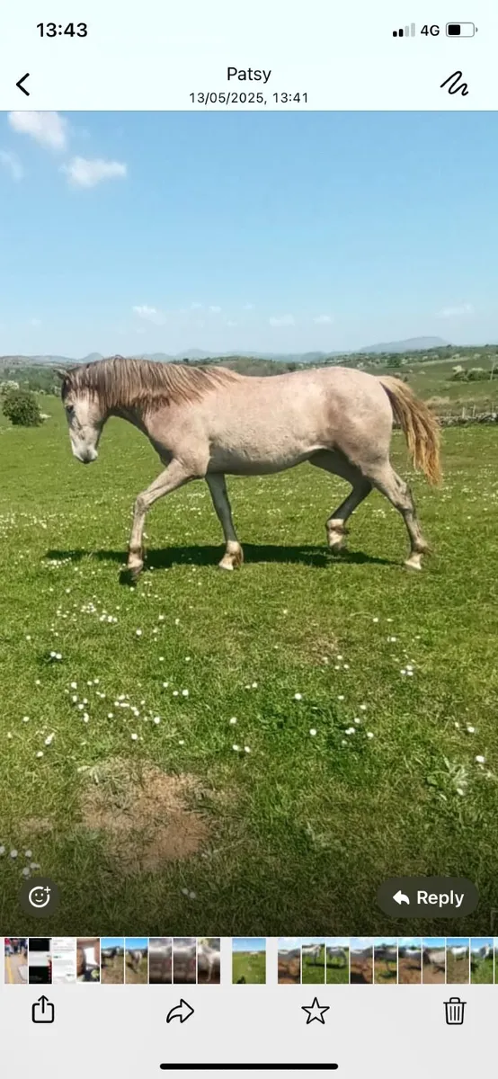 Horse