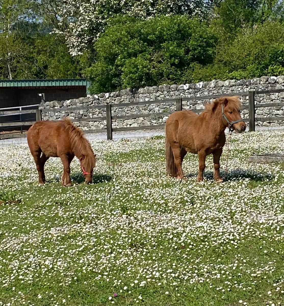 MATCHING PAIR OF MINIATURE PET PONIES! - Image 2