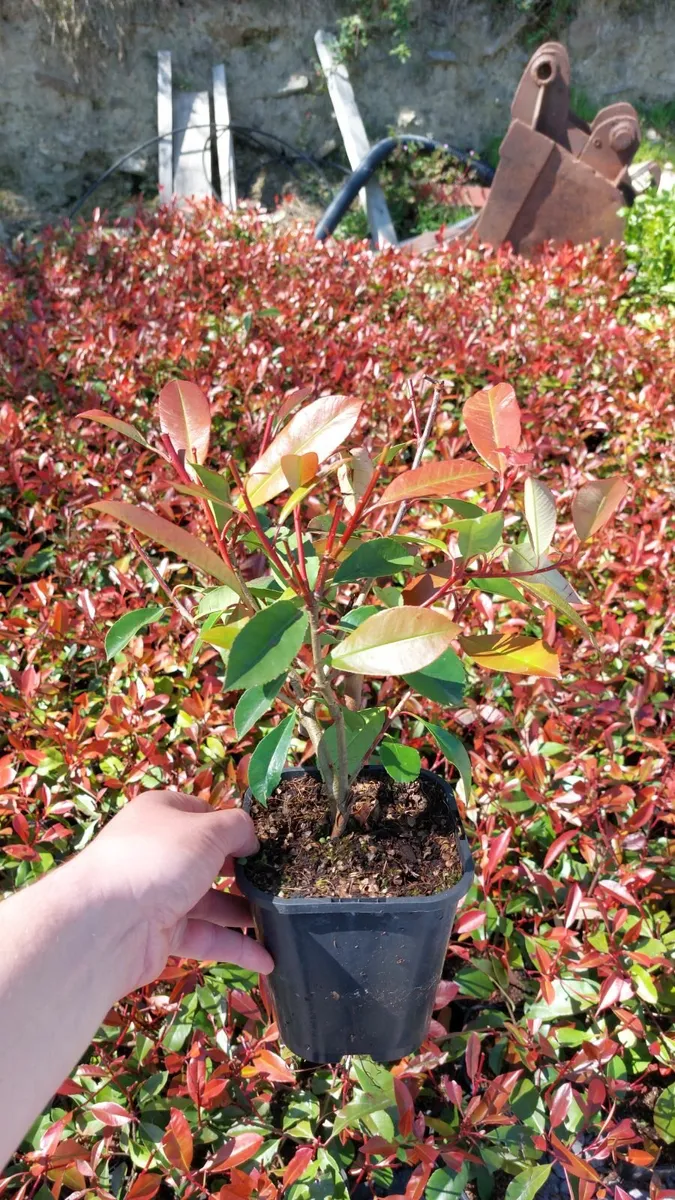 Red Robin Hedging - Image 4