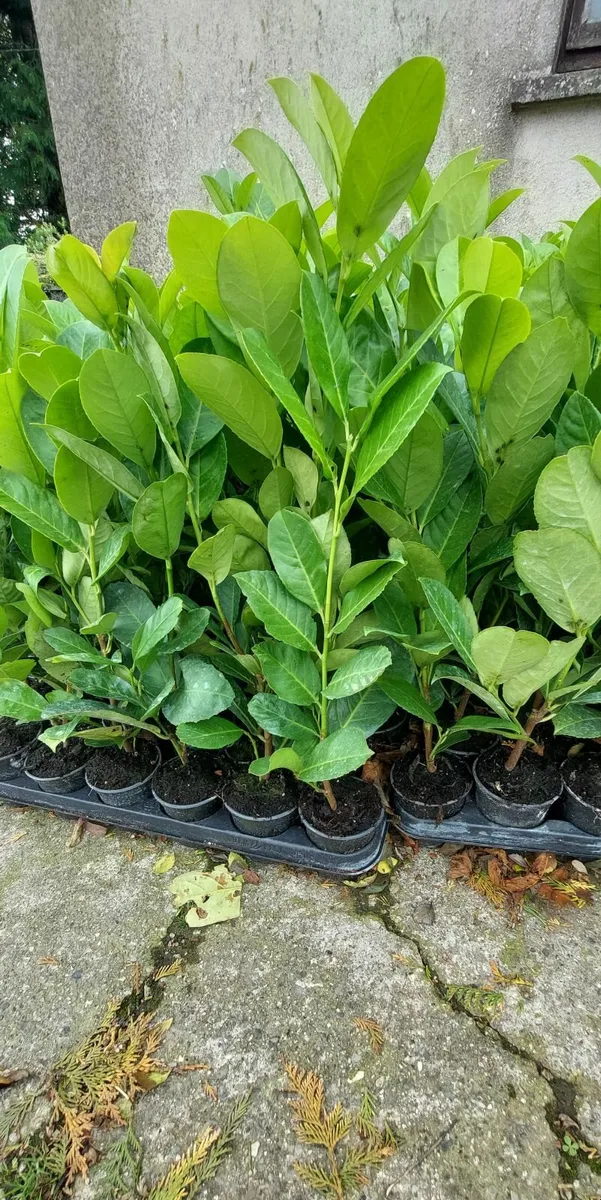 Laurel Hedging - Image 2