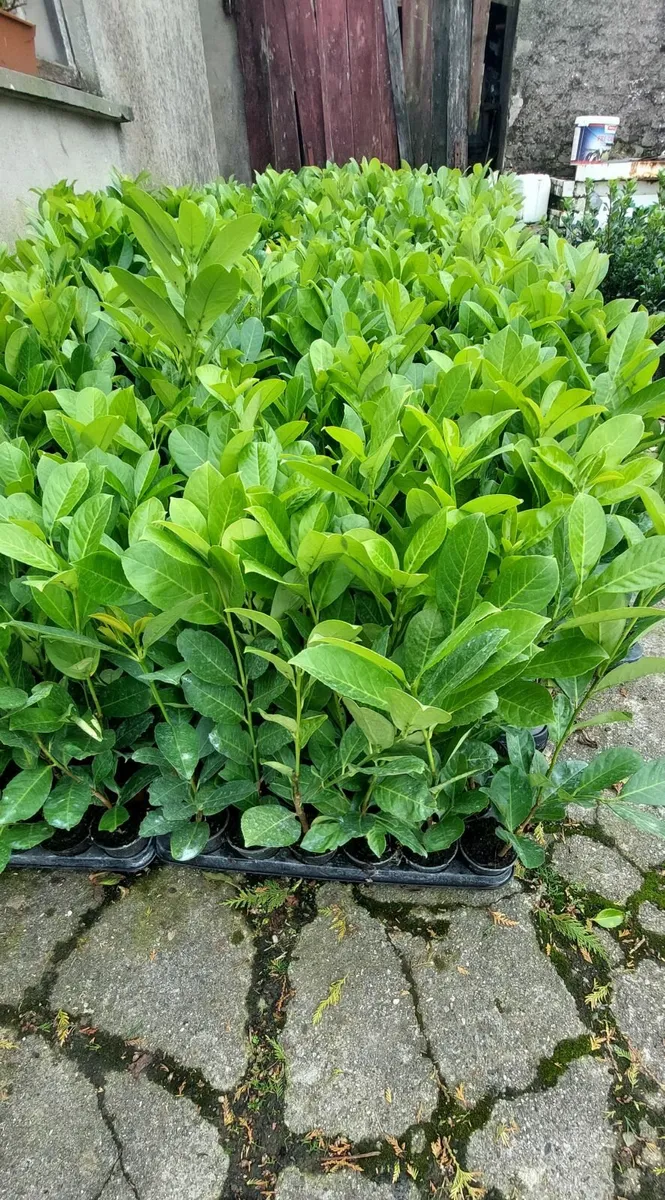 Laurel Hedging - Image 3