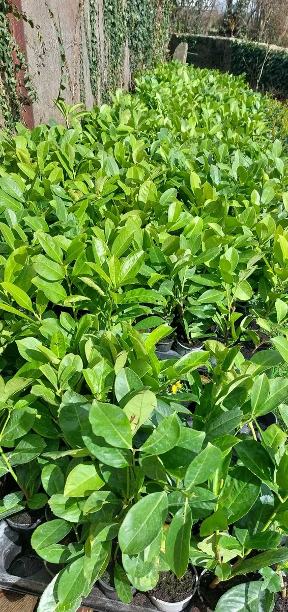Laurel Hedging - Image 1