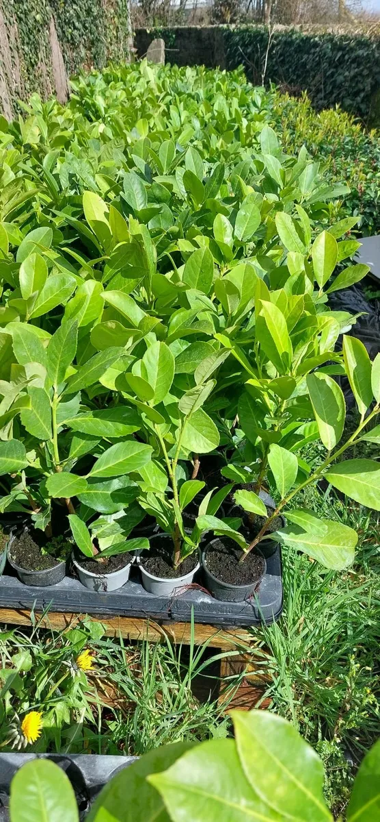 Laurel Hedging - Image 4