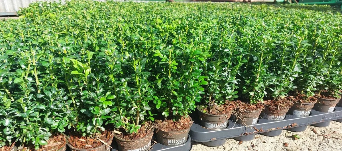 Box Hedging - Image 2