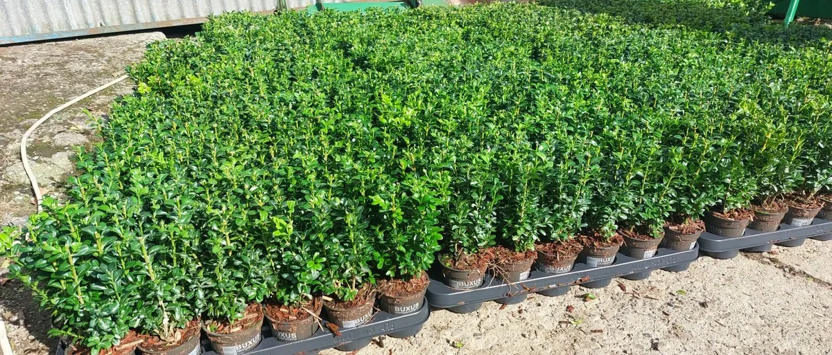 Box Hedging - Image 1