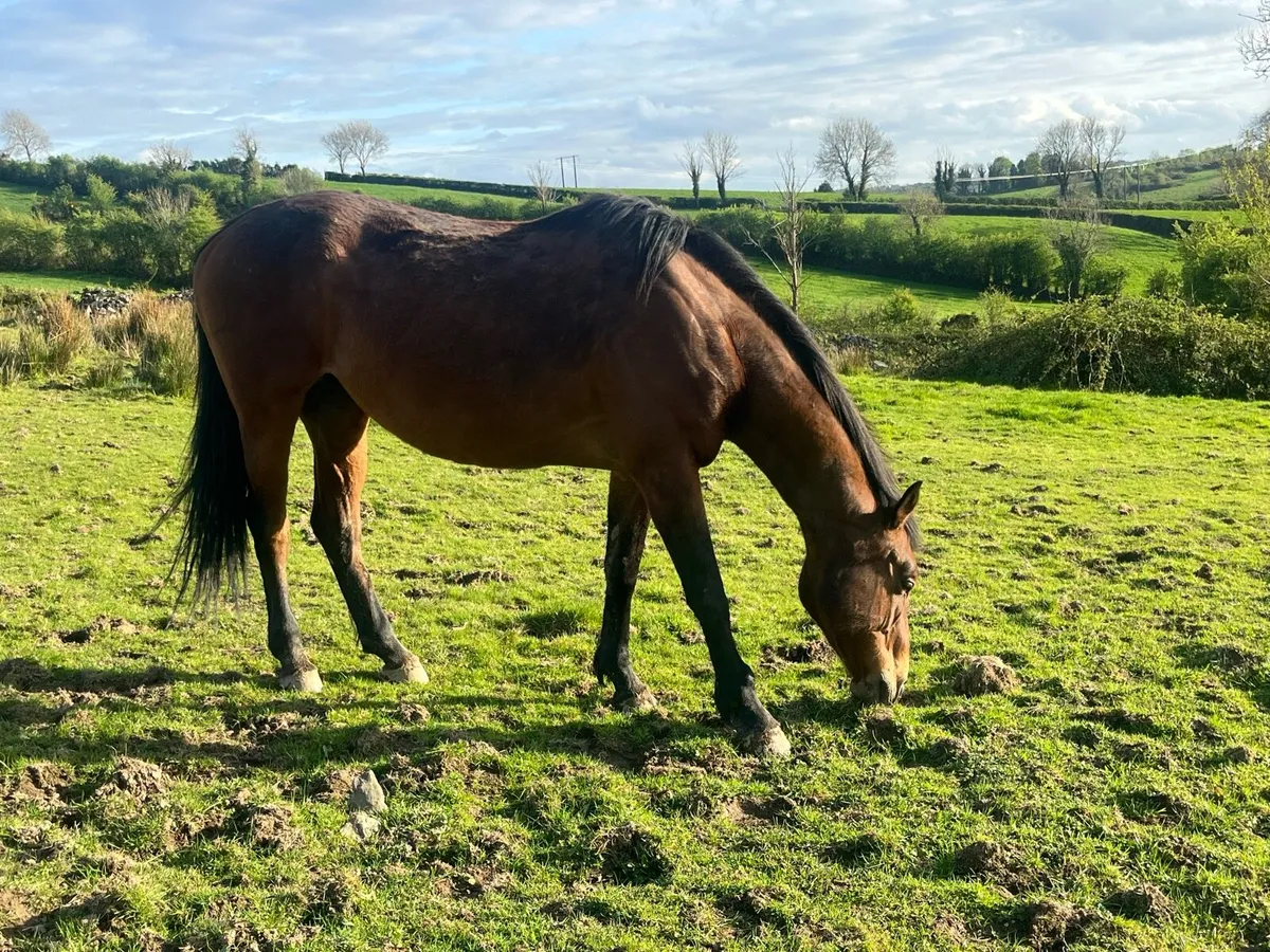 2 broodmares for sale - Image 2