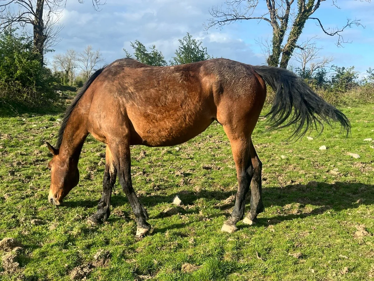 2 broodmares for sale - Image 3