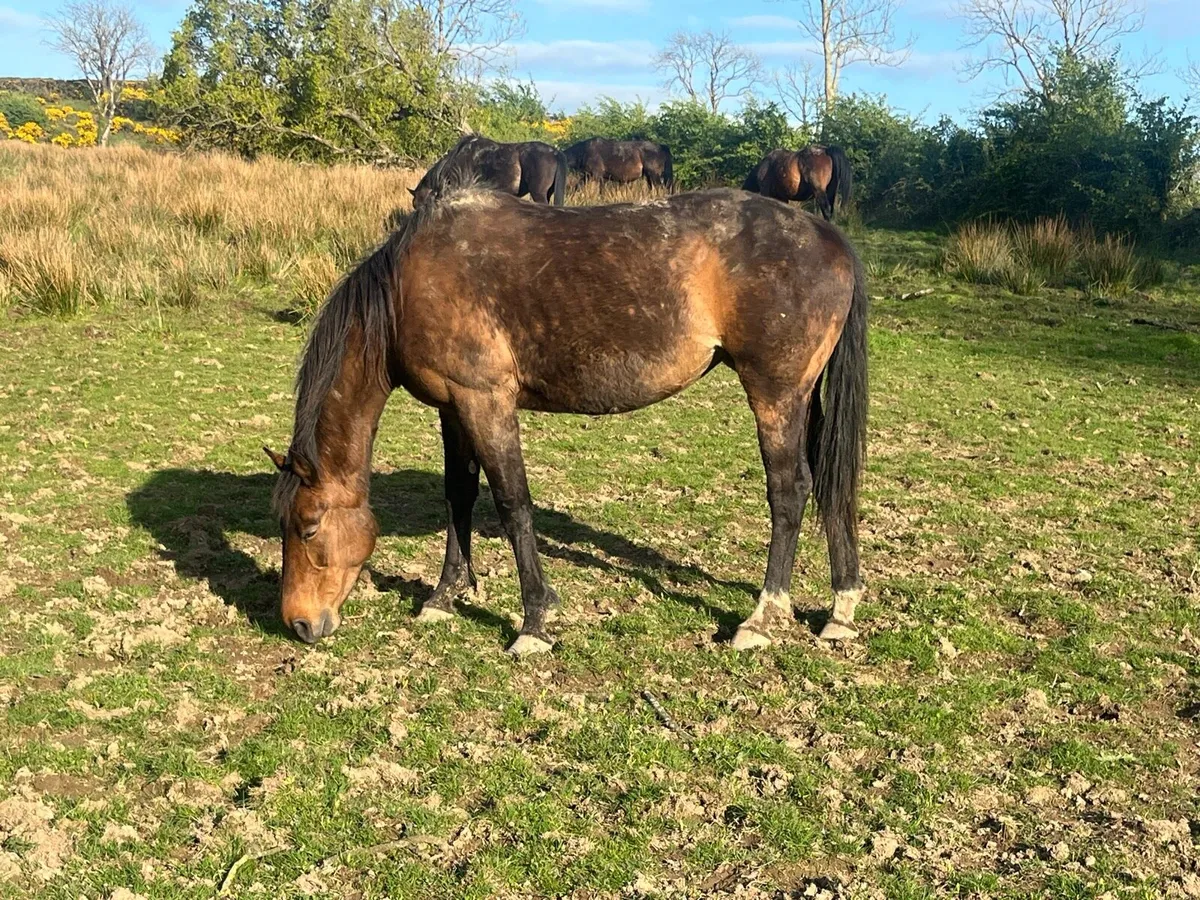 2 broodmares for sale - Image 4