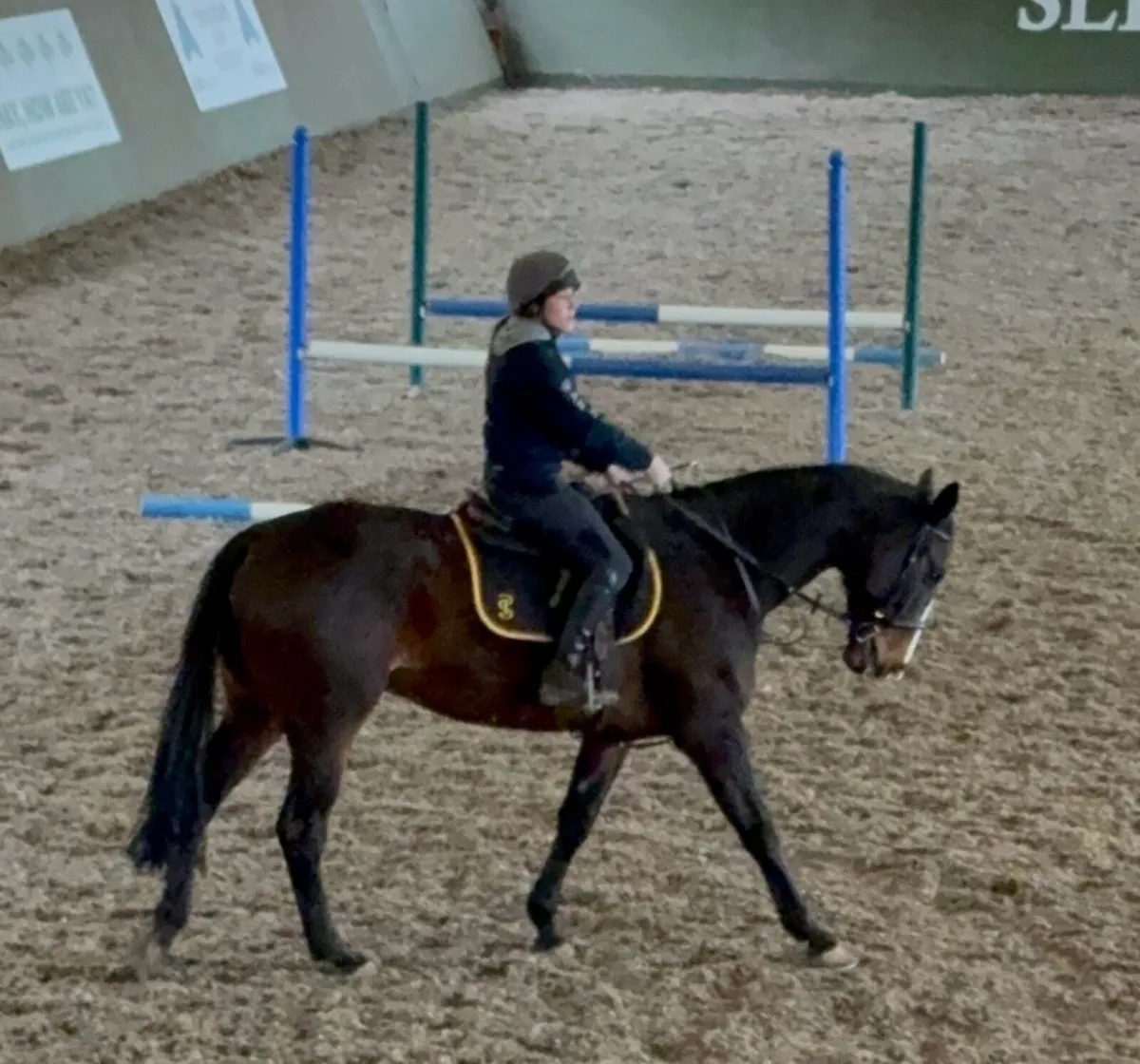 Horse - Image 2