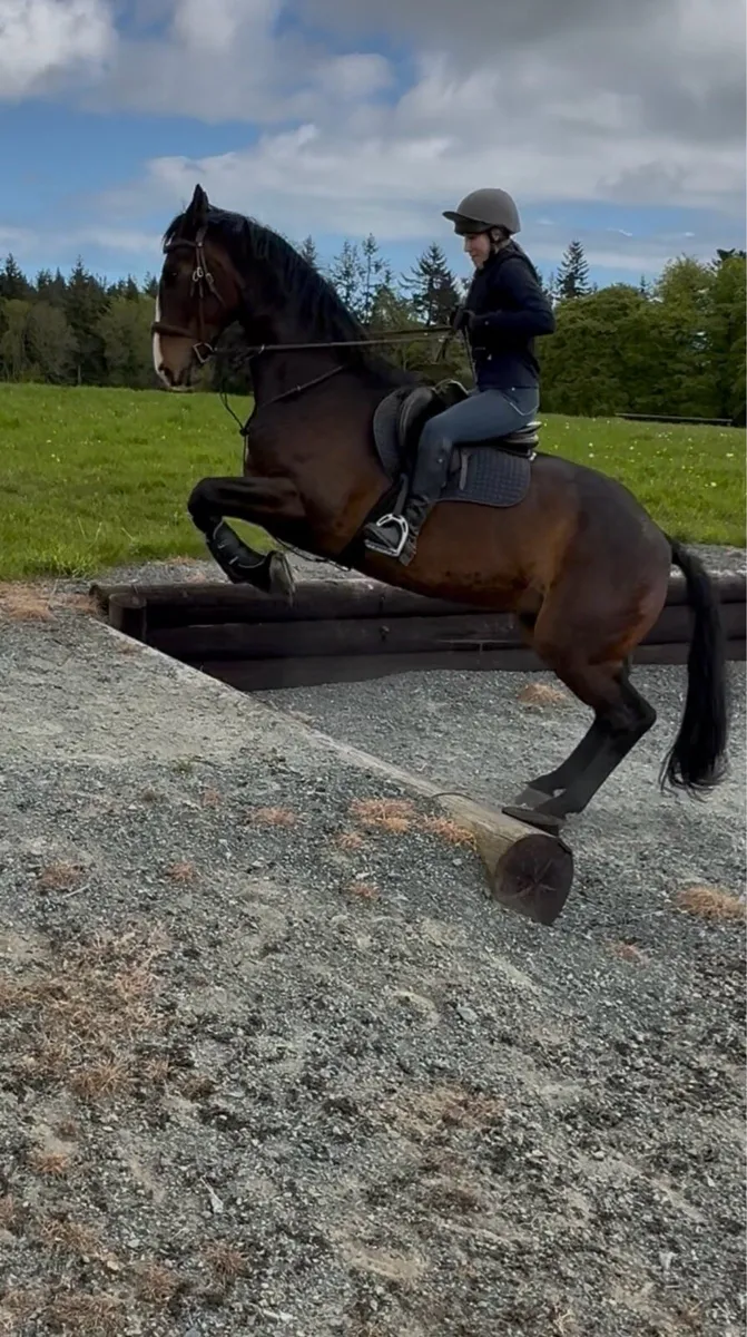 Horse - Image 3