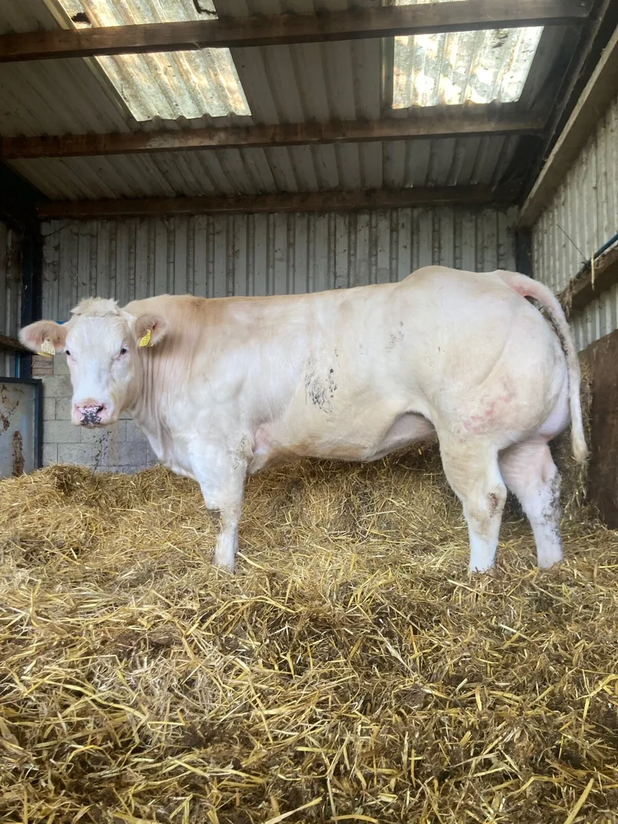 Belgian blue, Show Heifer for carnaross Mart - Image 1