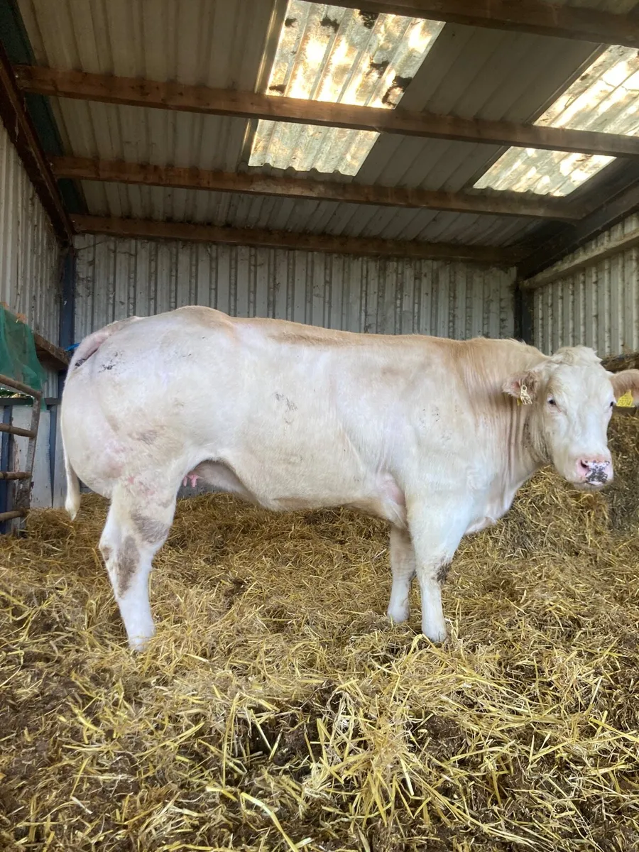 Belgian blue, Show Heifer for carnaross Mart - Image 3