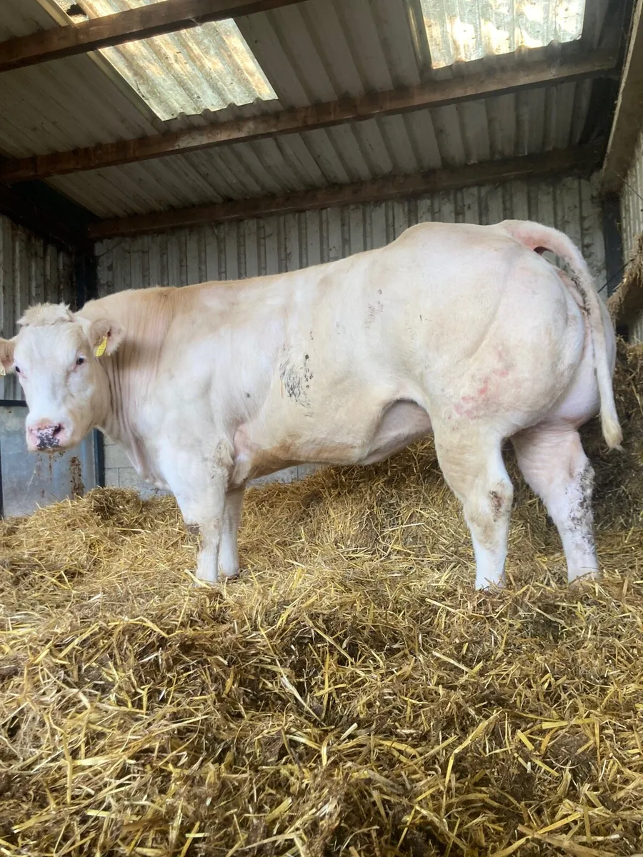 Belgian blue, Show Heifer for carnaross Mart - Image 4