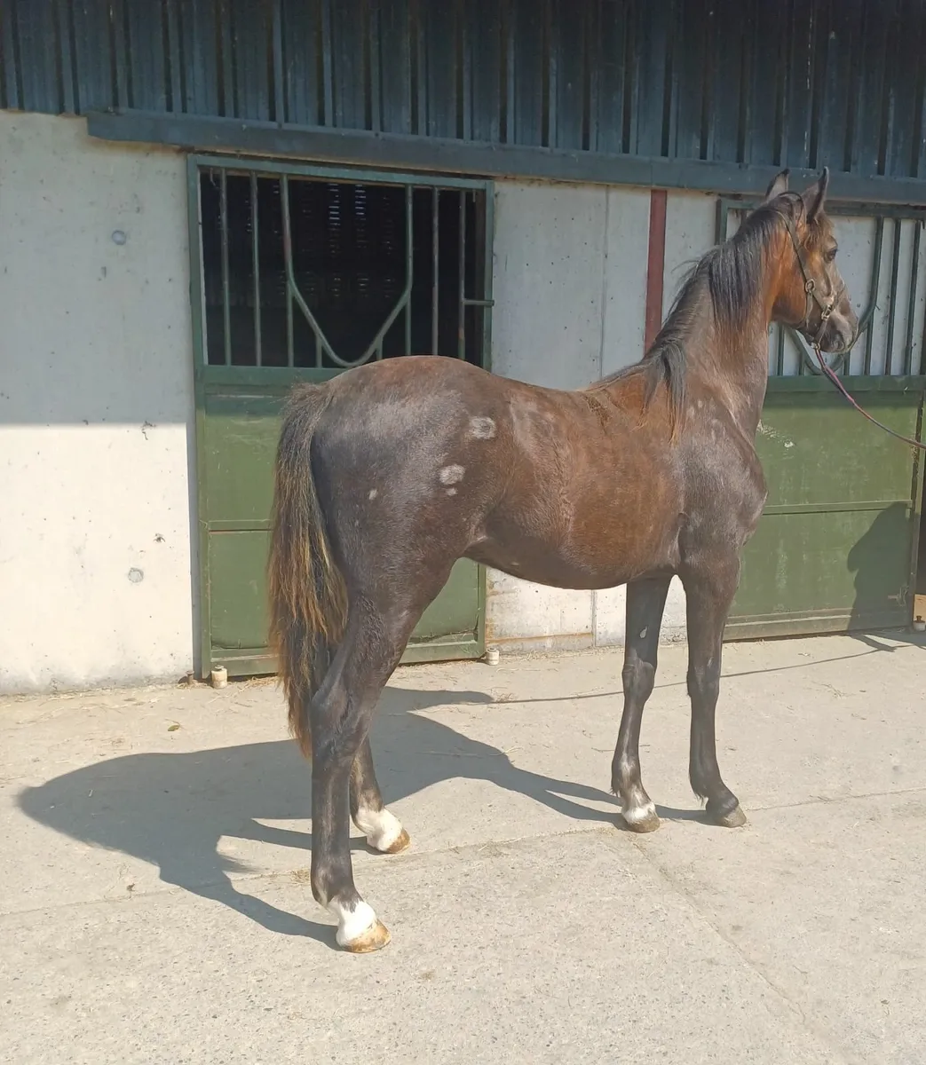 Draught Yearling gelding - Image 1