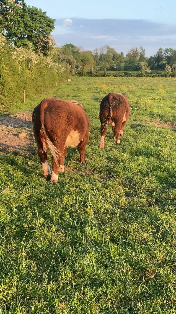 2 polled pbr whitehead bulls - Image 2