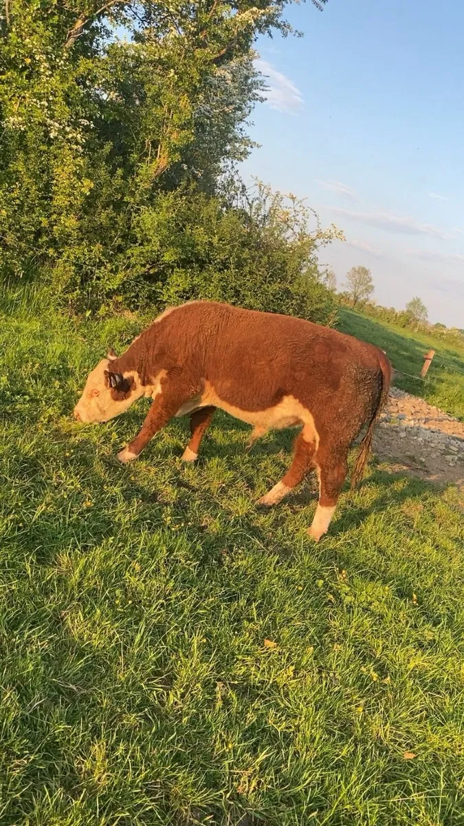 2 polled pbr whitehead bulls - Image 1
