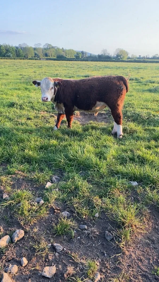 2 polled pbr whitehead bulls - Image 3