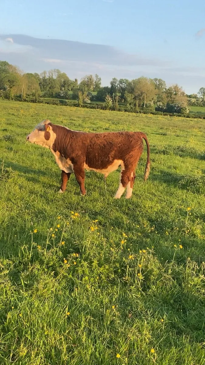 2 polled pbr whitehead bulls - Image 4