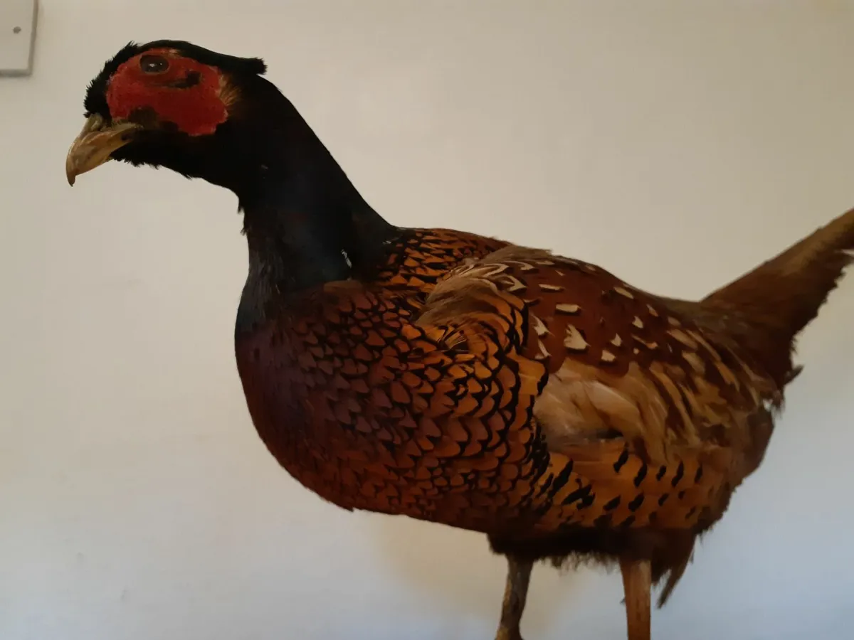 Vintage Large Taxidermy Stuffed Pheasant - Image 2