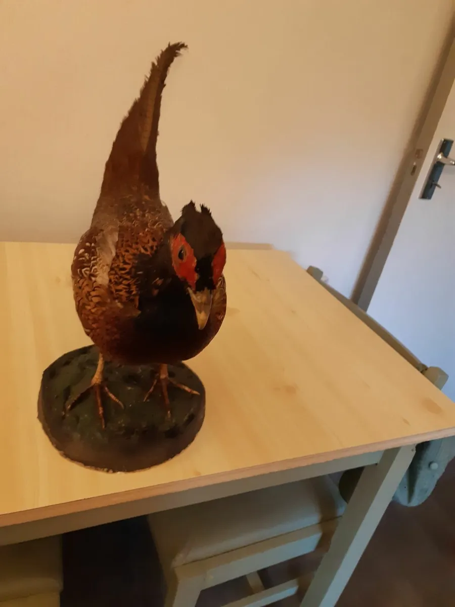 Vintage Large Taxidermy Stuffed Pheasant - Image 3