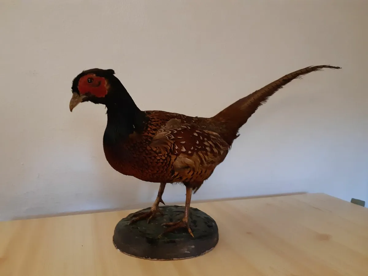 Vintage Large Taxidermy Stuffed Pheasant - Image 1