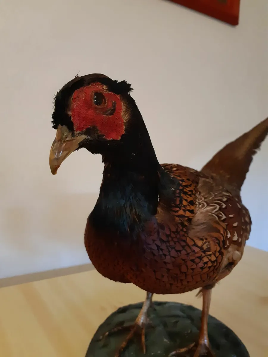 Vintage Large Taxidermy Stuffed Pheasant - Image 4