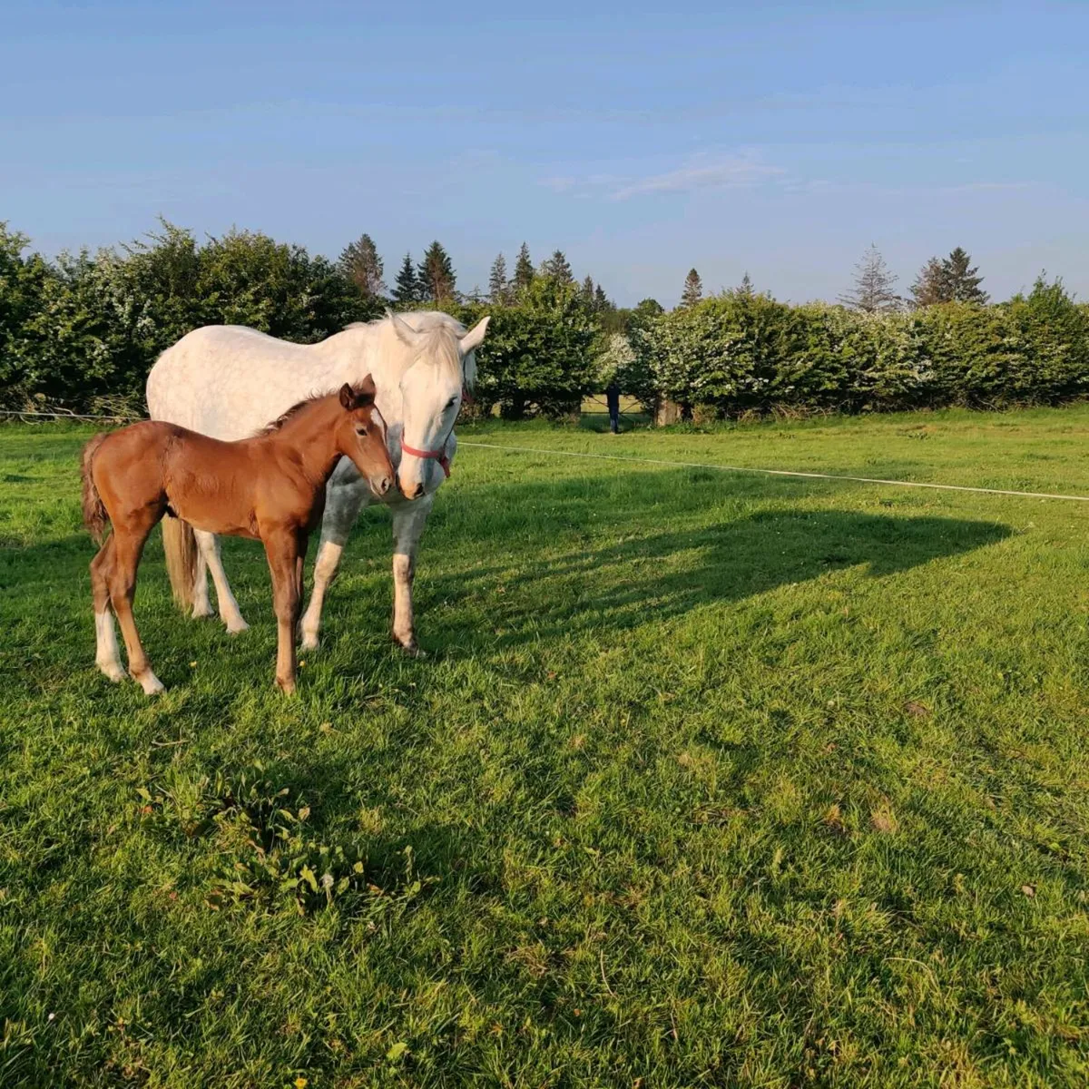 Horses for sale - Image 1