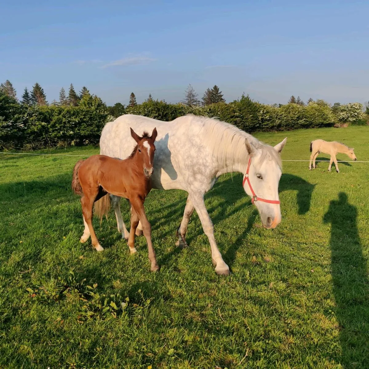 Horses for sale - Image 2
