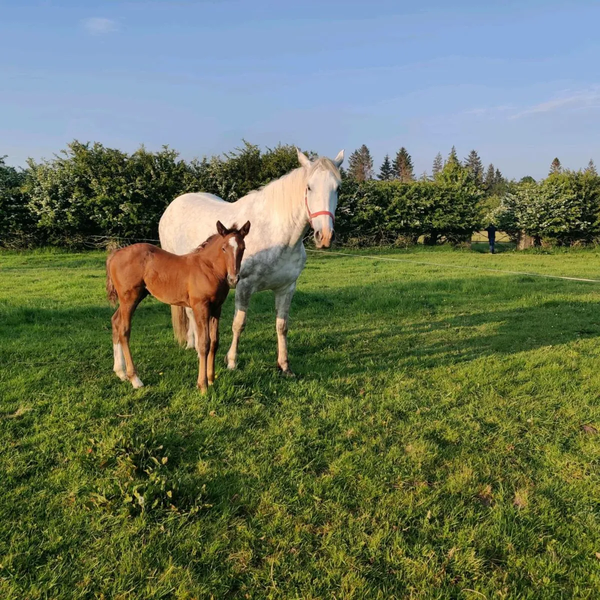 Horses for sale - Image 3