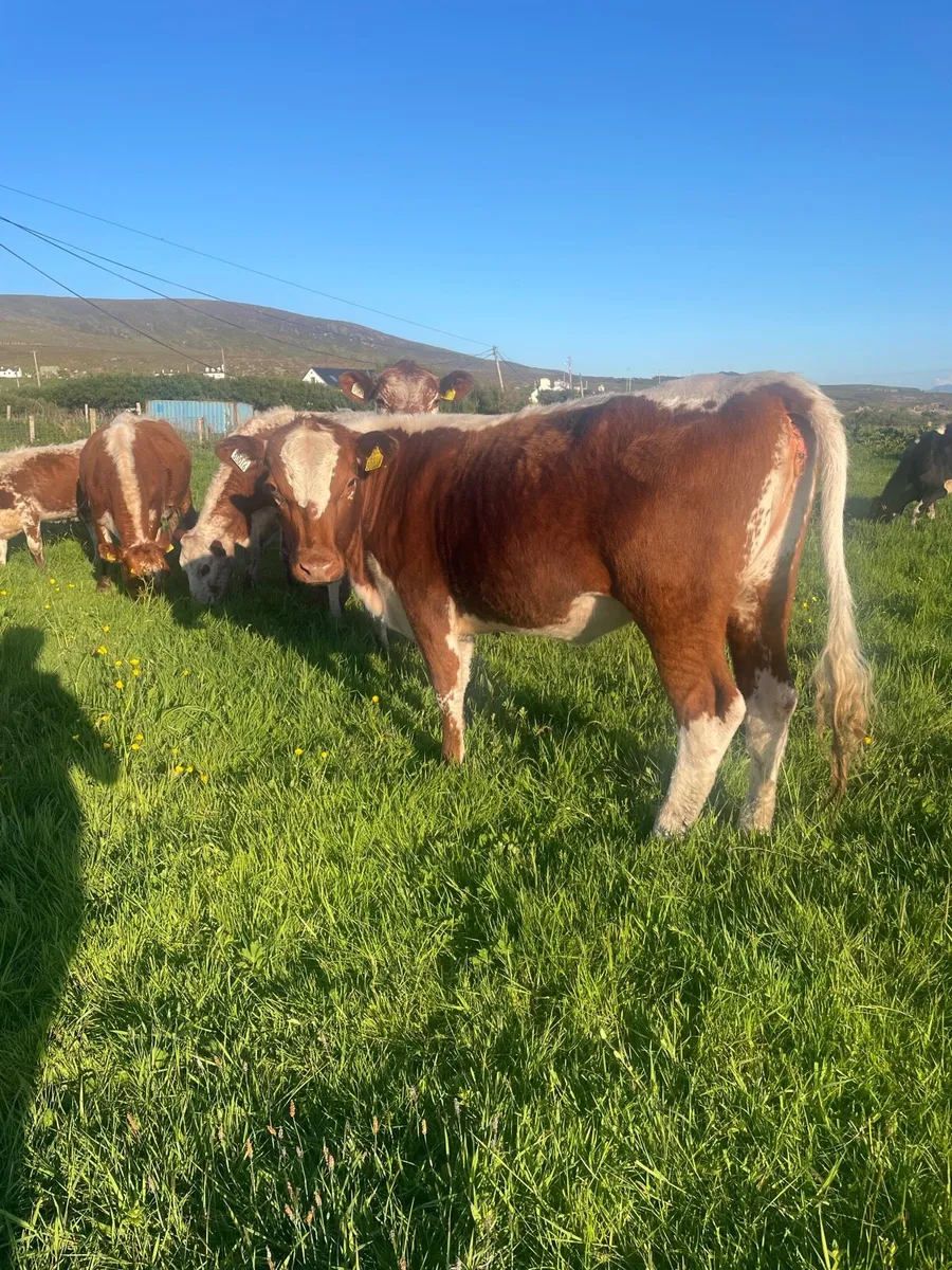 Irish Moiled Heifer - Image 1