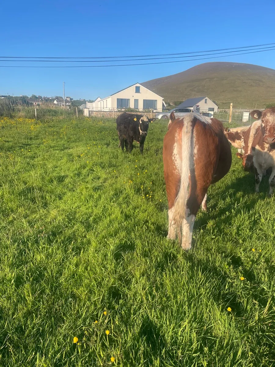 Irish Moiled Heifer - Image 3