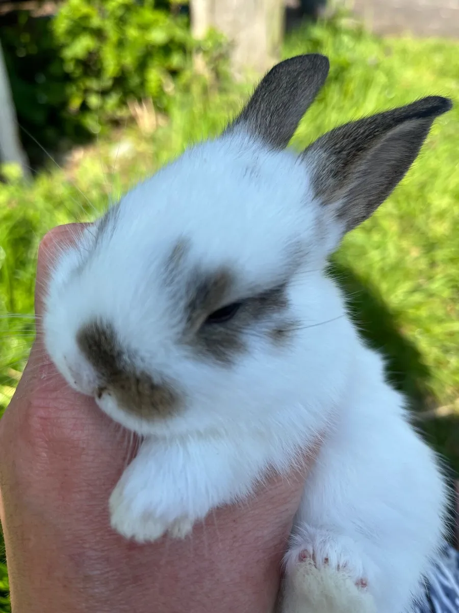 Rabbits, Bunnies /Minilops and Netherland Dwarves - Image 1