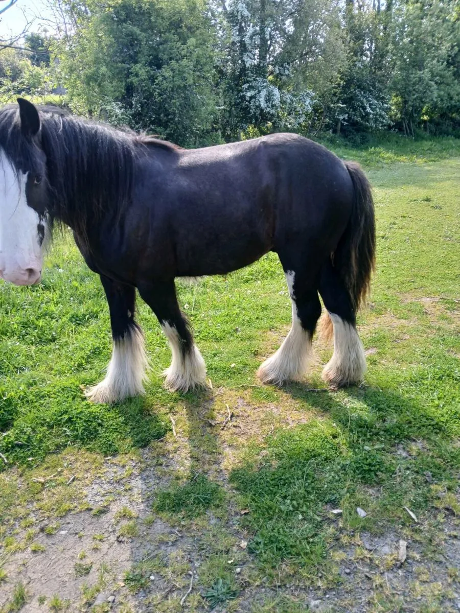 2 Year Old Cob Colt - Image 2