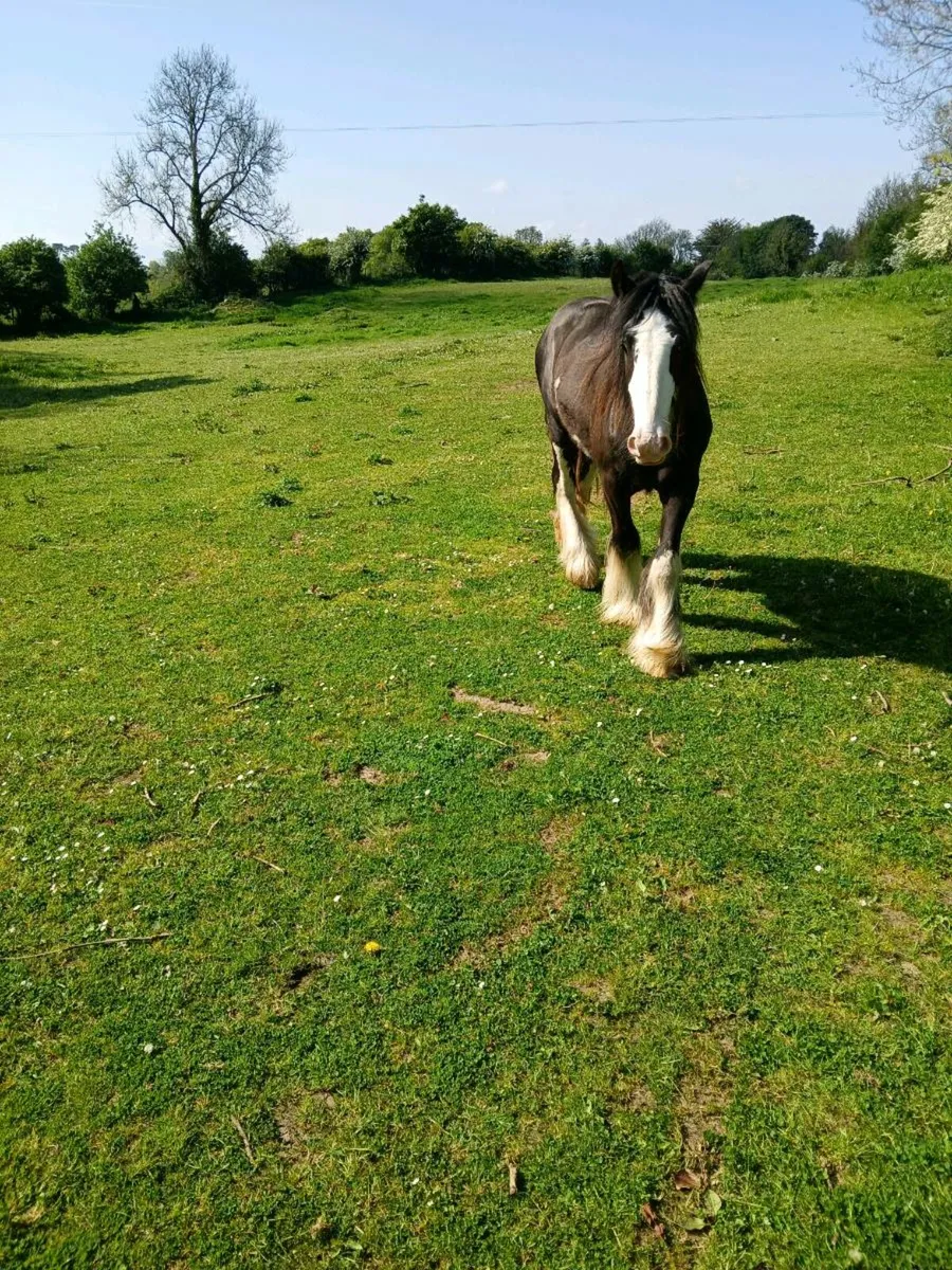 2 Year Old Cob Colt - Image 3