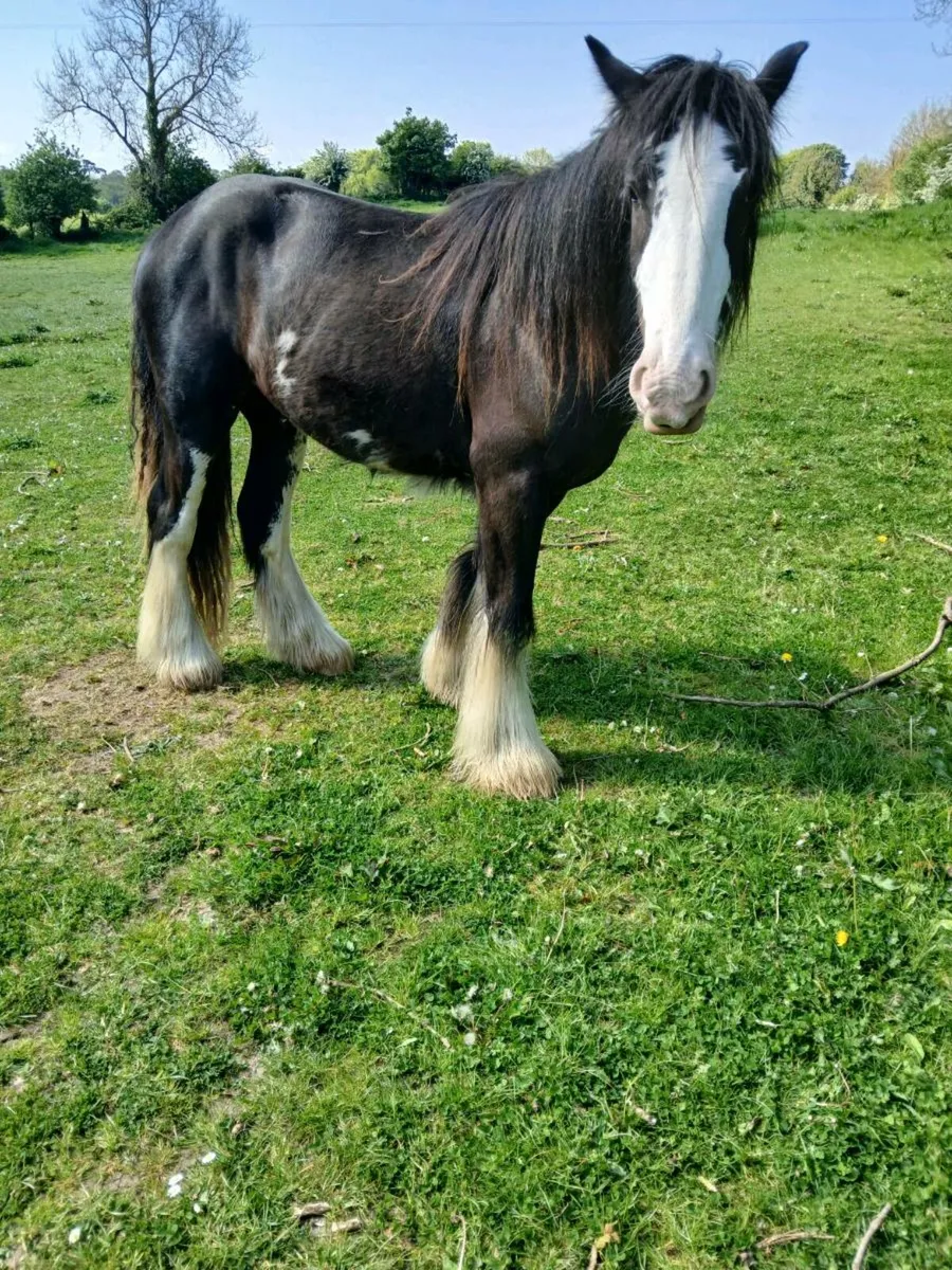 2 Year Old Cob Colt - Image 4