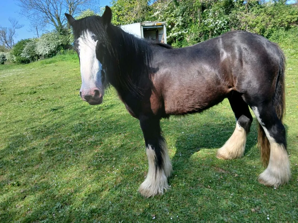 2 Year Old Cob Colt - Image 1