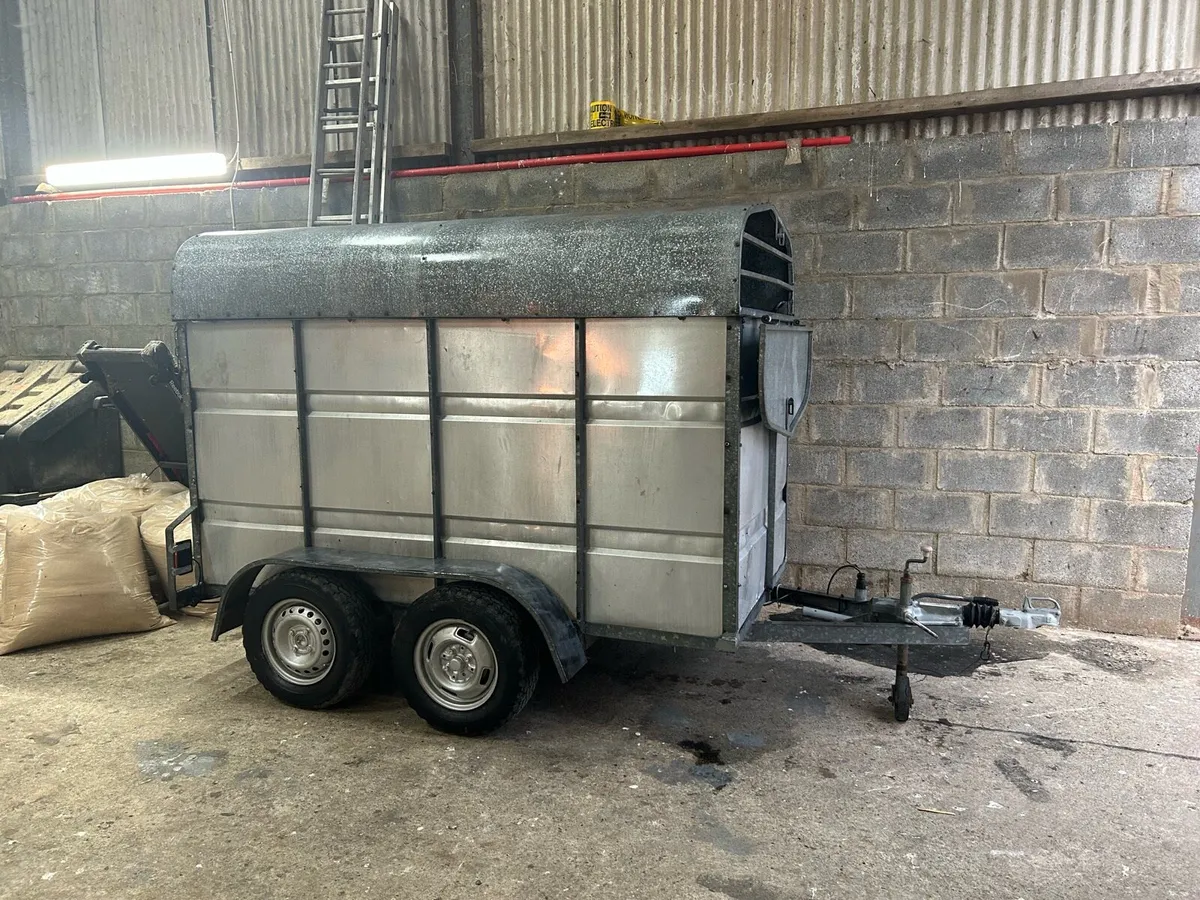 Jim Murphy 8x5 Cattle trailer - Image 2